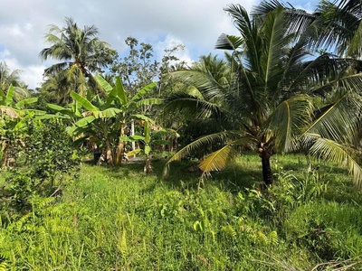 Bán đất vườn đẹp 300m thổ cư 2 đường ra vào huyện vũng liên , tỉnh vĩnh long 3