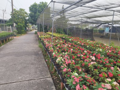 Bán đất mặt tiền đường phạm hồng thái, sa đéc, 308m2, sổ hồng 1