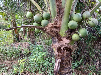 Bán đất vườn tại xã diên lâm khánh hoà 0