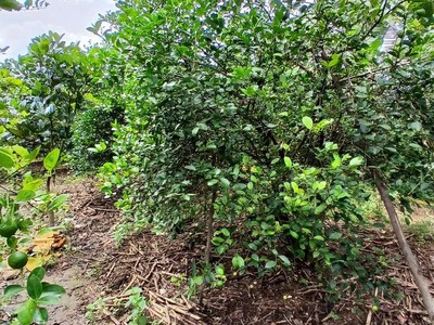 Bán đất vườn tại xã diên lâm khánh hoà 2