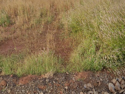 Đường nhựa cách đường bình ba 100m cách vòng xoay 500m 1