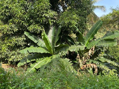 Giá tốt - chính chủ cần bán nhanh lô đất mặt tiền đường y jút, tp buôn ma thuột 2