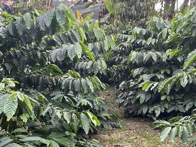 Cần tiền chữa bệnh cho mẹ bán gấp đất tại xã hòa nam, di linh, lâm đồng. 3