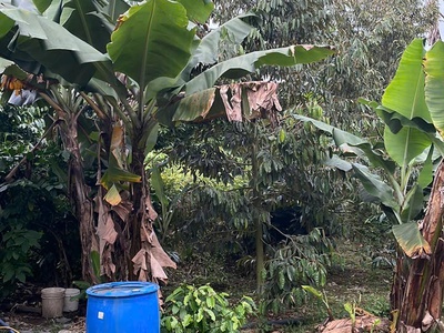 Cần tiền chữa bệnh cho mẹ bán gấp đất tại xã hòa nam, di linh, lâm đồng. 2