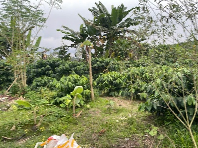 Cần tiền chữa bệnh cho mẹ bán gấp đất tại xã hòa nam, di linh, lâm đồng. 0