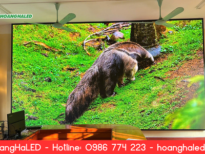 Lắp Đặt Màn Hình LED P1.86 Tại Sở Giáo Dục Yên Bái 1