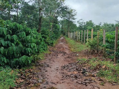 Đất đẹp- giá tốt cần bán nhanh lô đất tại krong ana tỉnh đăk lăk 3