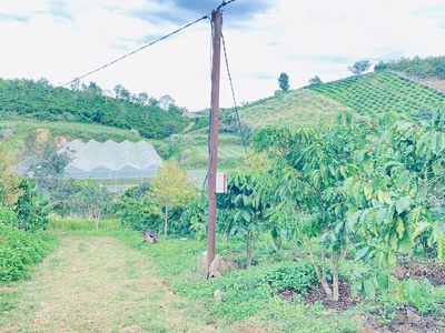 Hơn 9 sào sổ sẵn 8,5 sào, full cafe thuộc ninh gia, lâm đồng 1