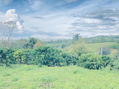 Hơn 9 sào sổ sẵn 8,5 sào, full cafe thuộc ninh gia, lâm đồng 2