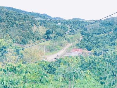 Hơn 9 sào sổ sẵn 8,5 sào, full cafe thuộc ninh gia, lâm đồng 3