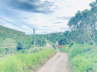 Hơn 9 sào sổ sẵn 8,5 sào, full cafe thuộc ninh gia, lâm đồng 4