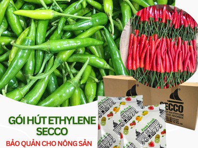 Gói Hút Khí Ethylene Secco Bảo Quản Nông Sản - Ớt Tươi Xuất Khẩu 0