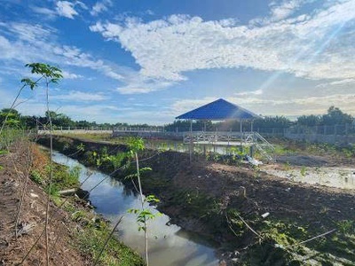 Gia đình chuyển về sài gòn sinh sống, không người trông coi, cần bán thửa ruộng 1