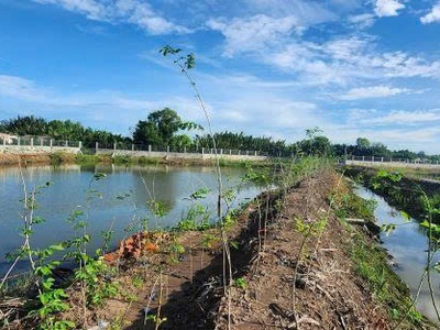 Gia đình chuyển về sài gòn sinh sống, không người trông coi, cần bán thửa ruộng 2