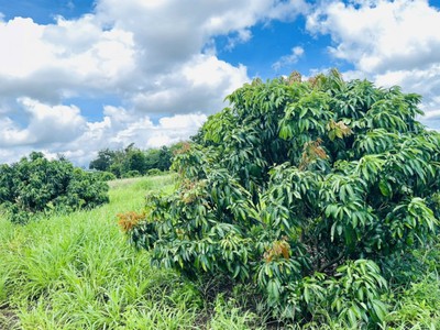 Buôn hồ- đắk lắk dt hơn 5oom2 full vườn vải cần tiền gấp bán 129tr hết đất 4