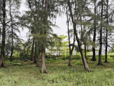 Bán nền biệt thự đào tông nguyên phú xuân  nhà bè  10 tỷ  200m2 3