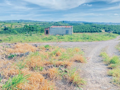 1,5 ha 15.000m2 full cafe vài tháng tuổi, ninh gia, lâm đồng 0