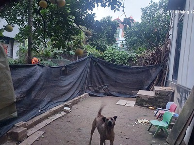 Cần bán gấp 120m2, mt12m, 8.16 tỷ đại mạch, đông anh thiên lộc , gần ô tô tránh, gần nhiều tiện 2