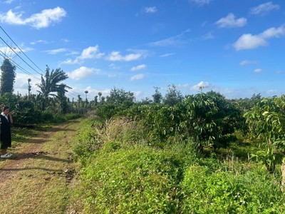 Ea kiết- cư mgar dt 450m2 sẵn thổ cư đường oto tới đất đất full cà phê xen sầu riêng cho thu giá 1