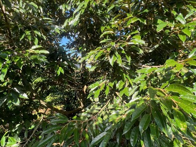 Ea kiết- cư mgar dt 450m2 sẵn thổ cư đường oto tới đất đất full cà phê xen sầu riêng cho thu giá 2