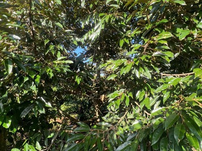 Ea kiết- cư mgar dt 450m2 sẵn thổ cư đường oto tới đất đất full cà phê xen sầu riêng cho thu giá 3