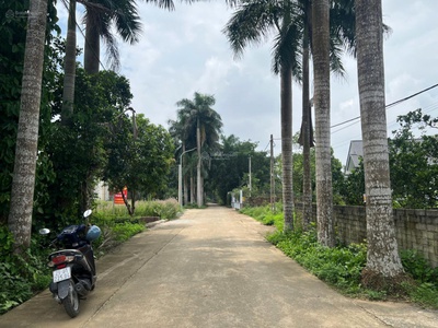 Cắt lỗ gấp: chính chủ cần bán gấp lô đường hàng cau đồng trạng giá ngã cây liên hệ 0931xx 2