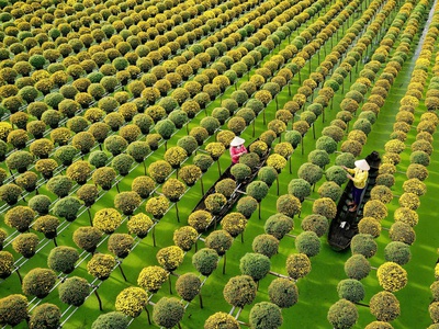 Tour Làng Hoa Sa Đéc 1 Ngày - Tết Dương Lịch - SGC 2