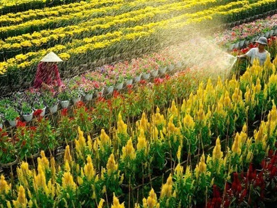 Tour Làng Hoa Sa Đéc 1 Ngày - Tết Dương Lịch - SGC 4