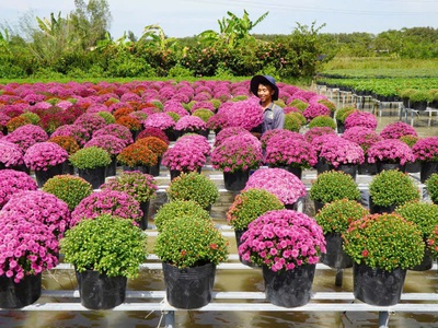 Tour tham quan Làng Hoa Sa Đéc 1 ngày 4