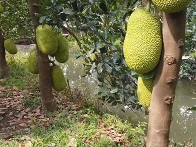 Hot   hot   hot   siêu phẩm suối view hồ trị an tuyệt đẹp 3