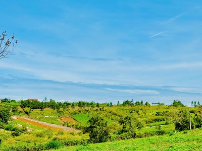 Làng Omm mở bán. view đồi chè Tâm Châu 7