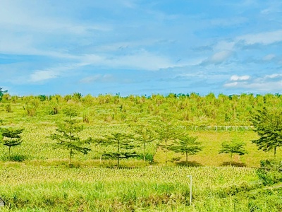 Làng Omm mở bán. view đồi chè Tâm Châu 4