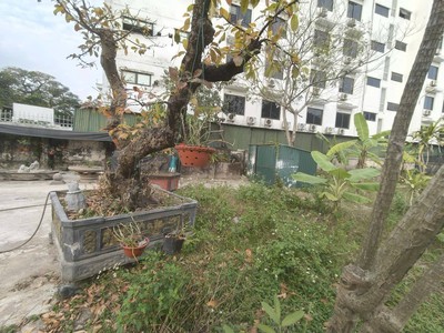 Đất kẹt, rau xanh 480m2, mt21m, container, 5.3 tỷ, kim chung, đông anh. 1