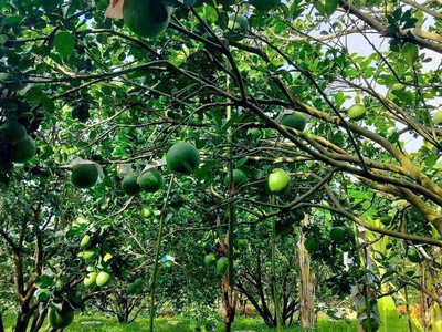  bán vườn bưởi   tặng kèm đất thổ cư, giá chỉ từ 300 triệu sở hữu ngay  2