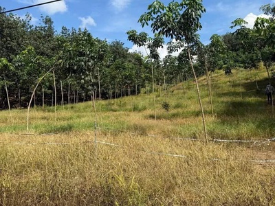 Bán 1,6 ha cao su   xã tân thành,huyện  bù đốp, bình phước 0