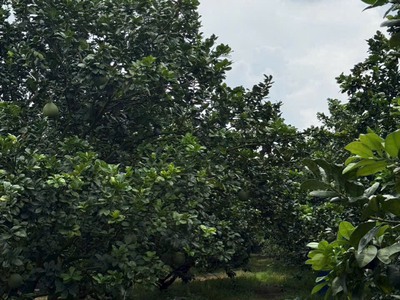 Bán Gấp Vườn Bưởi hơn 2000m2 tại Bàu Bàng - Giá Rẻ 0