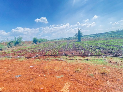 2,5 ha, hẻm tân hội, đức trọng cũ, lâm đồng 3