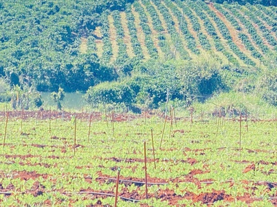 2,5 ha, hẻm tân hội, đức trọng cũ, lâm đồng 4