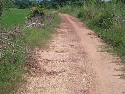 Bán đất trồng thanh long   giá tốt tại bình thuận 3