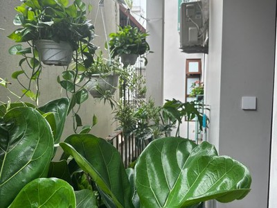 Linhhk bán nhà dòng tiền cạnh phố huế   50m , 7 tầng, thang máy 4