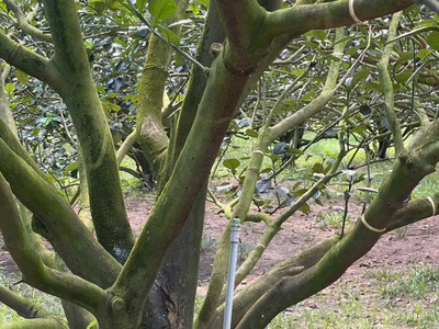  chỉ 300 triệu   sở hữu đất thổ cư   tặng kèm vườn bưởi đang thu hoạch 0