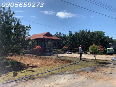 Tặng 3 cây bưởi - sai qủa 950triêu/260m2 có 100m2 th cư - đất trừ vắn thố - bàu bàng : 0
