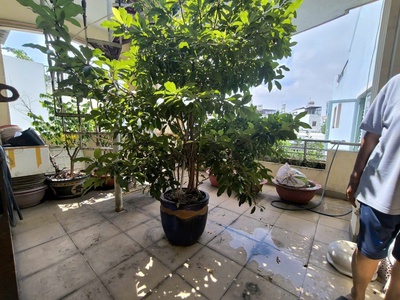 Chuẩn bị ra nước ngoài sống rồi bán nhanh cái nhà 3 tầng âu cơ - p.10 - tân bình 3