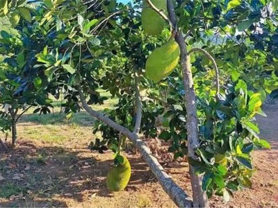 Đất vị trí đẹp- giá đầu tư cần bán nhanh lô đất tại huyện hớn quản, tỉnh bình phước 1