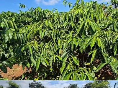 Chuyển nhượng vườn cà phê đang khai thác   diện tích 7ha   gia lai 3