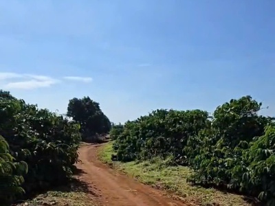 Chuyển nhượng vườn cà phê đang khai thác   diện tích 7ha   gia lai 1