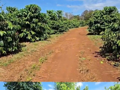 Chuyển nhượng vườn cà phê đang khai thác   diện tích 7ha   gia lai 0