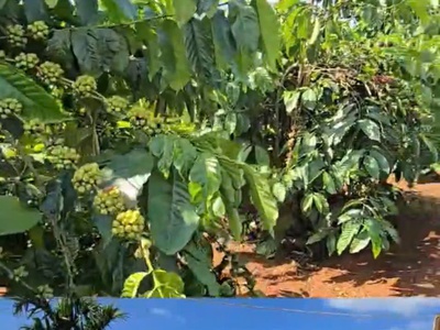 Chuyển nhượng vườn cà phê đang khai thác   diện tích 7ha   gia lai 2