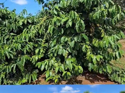 Chuyển nhượng vườn cà phê đang khai thác   diện tích 7ha   gia lai 4