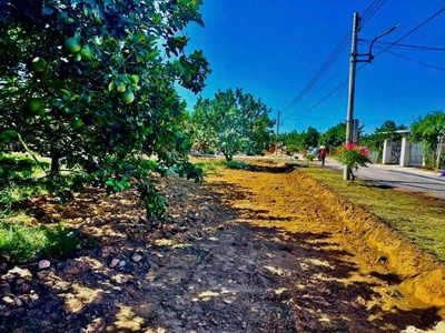 350 Triệu Có Đất Bàu Bàng - Đất mặt tiền Trừ Văn Thố, có sẵn vườn bưởi thu hoạch 2